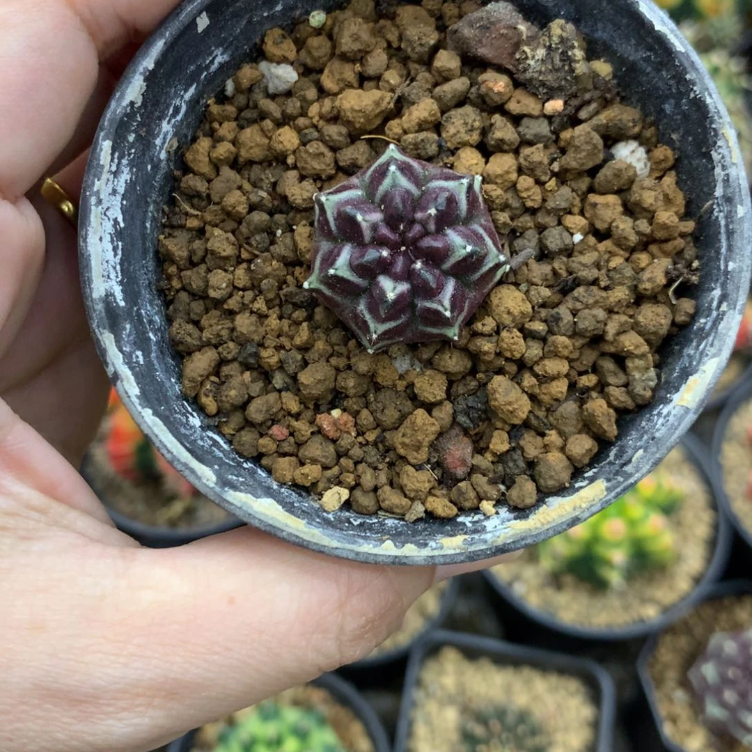 仙人球米哈牡丹锦