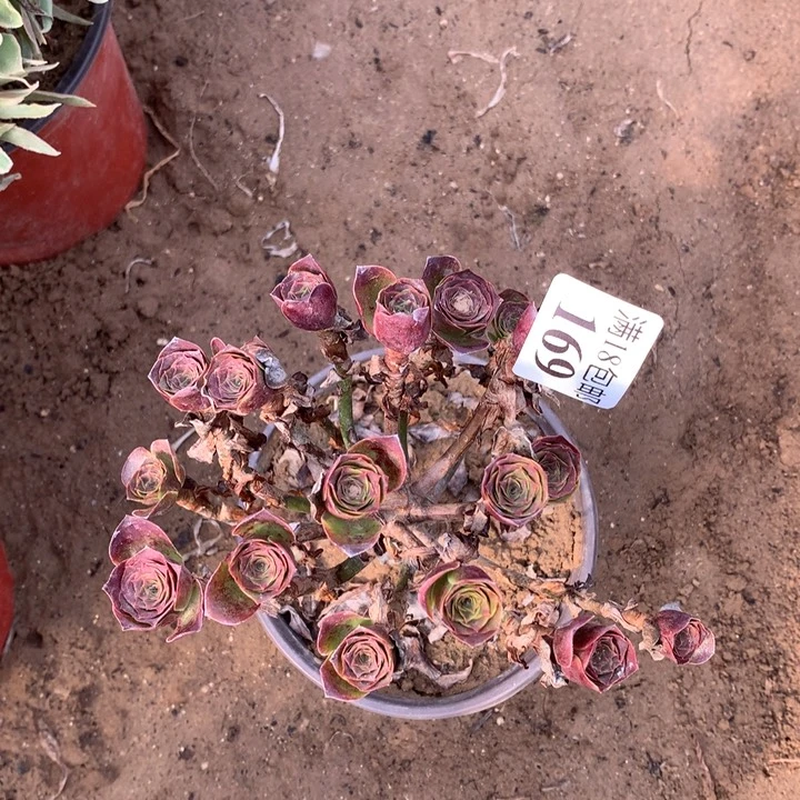 169魅金玫瑰小绣球2