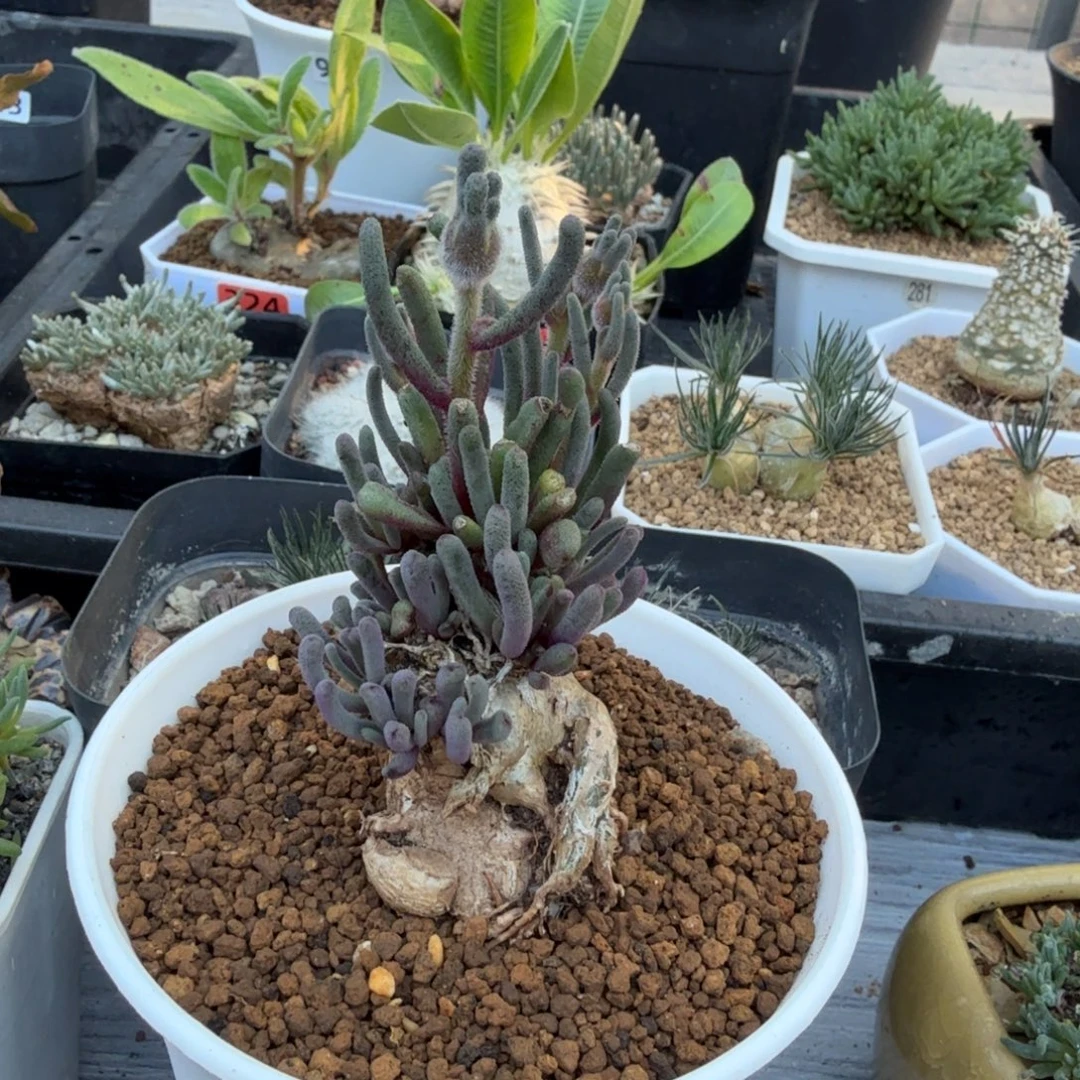 淡青霜425 仙人球