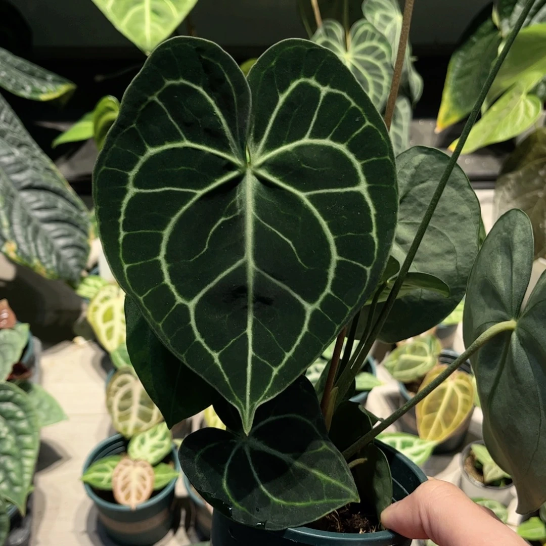 完全开放克莱恩籽播