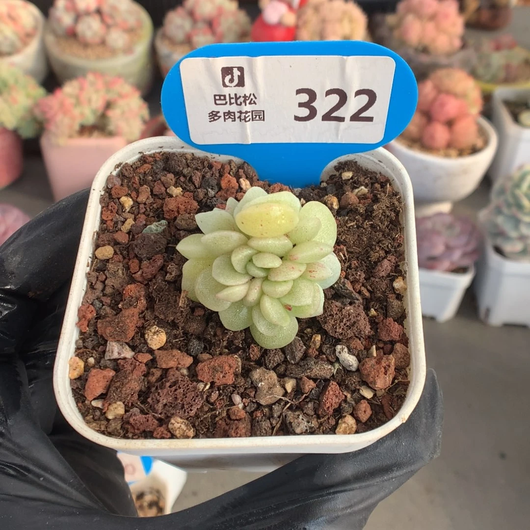 322 潜力股冰玉石化