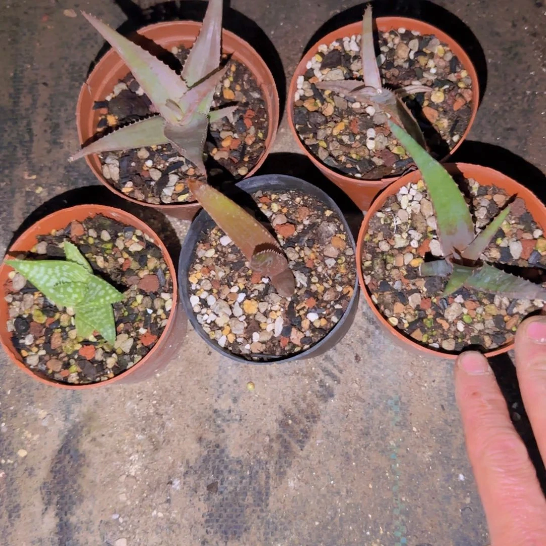 ?****人块根植物块根植物