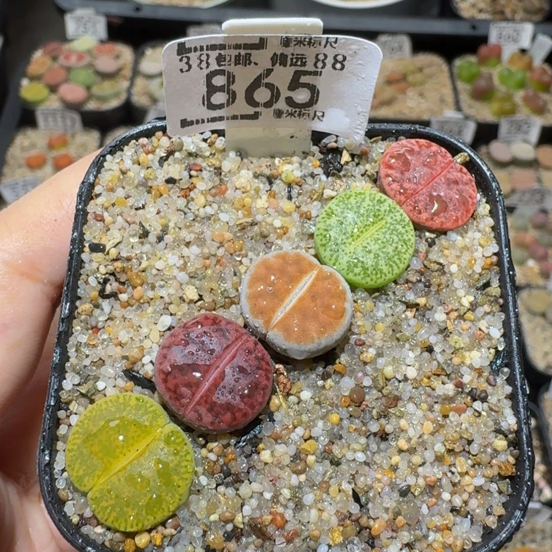 Ssss生石花肉锥865