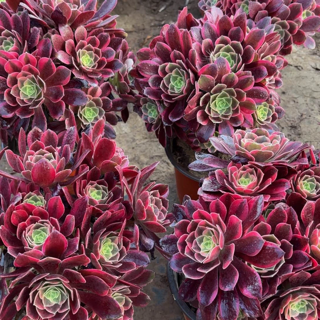 金丝雀绣球9.9多肉植物