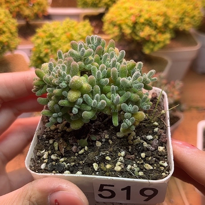 无花朵519冰晶可爱多肉