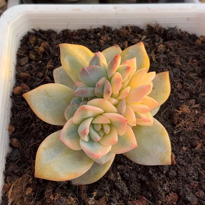 粉蓝鸟锦底座群生