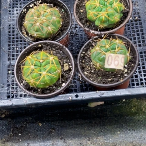 069海王一物一图如图