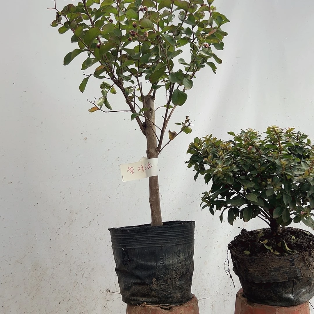 无花朵一物一拍紫薇