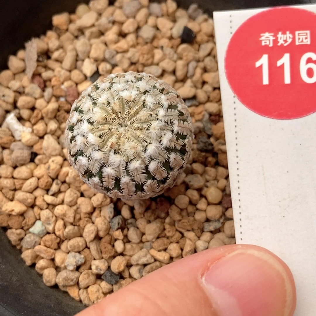 实生输入红花精巧殿一棵