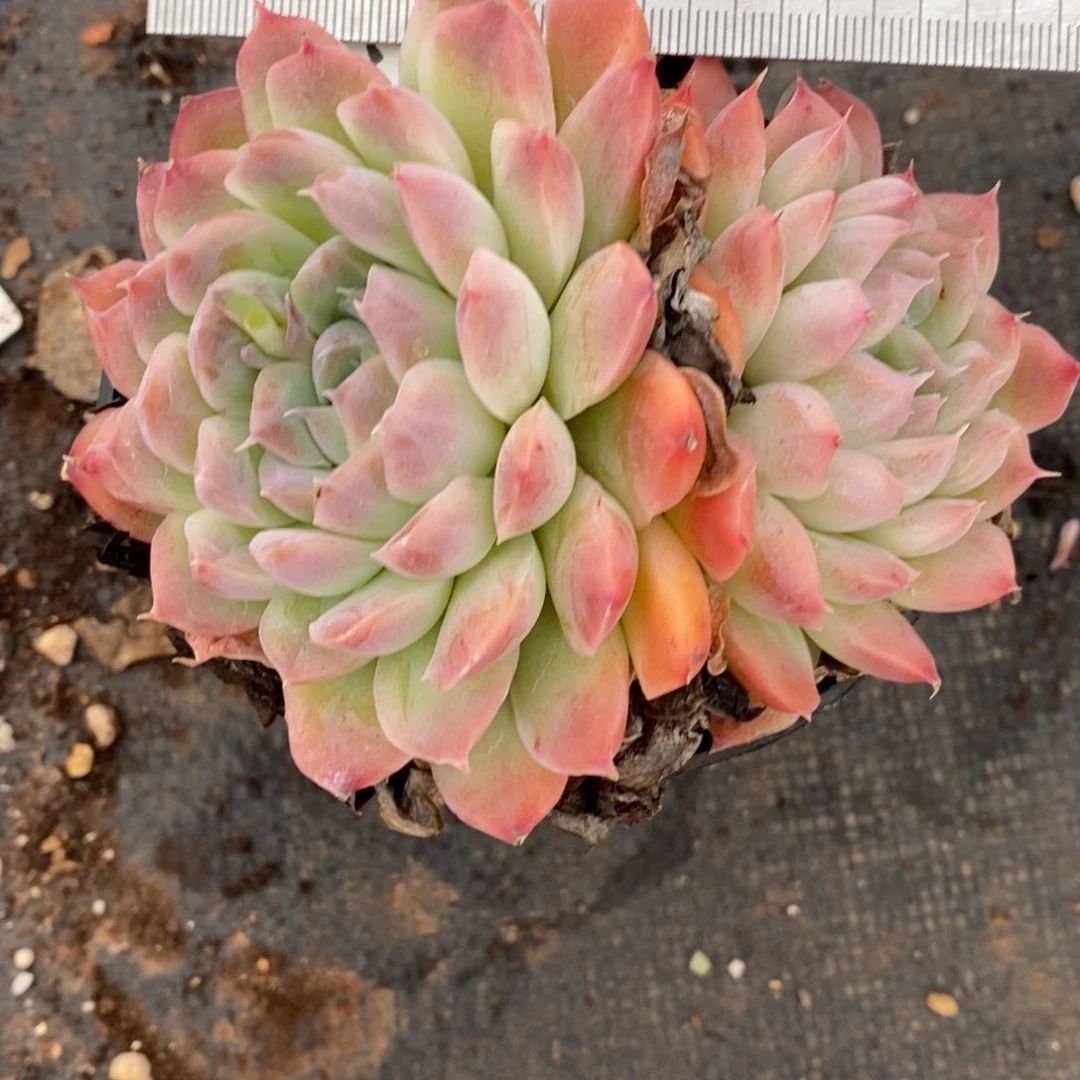 7189杂交多肉老桩