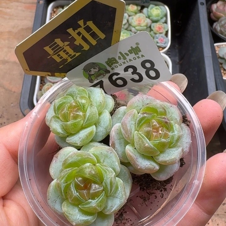 多肉植物多肉植物