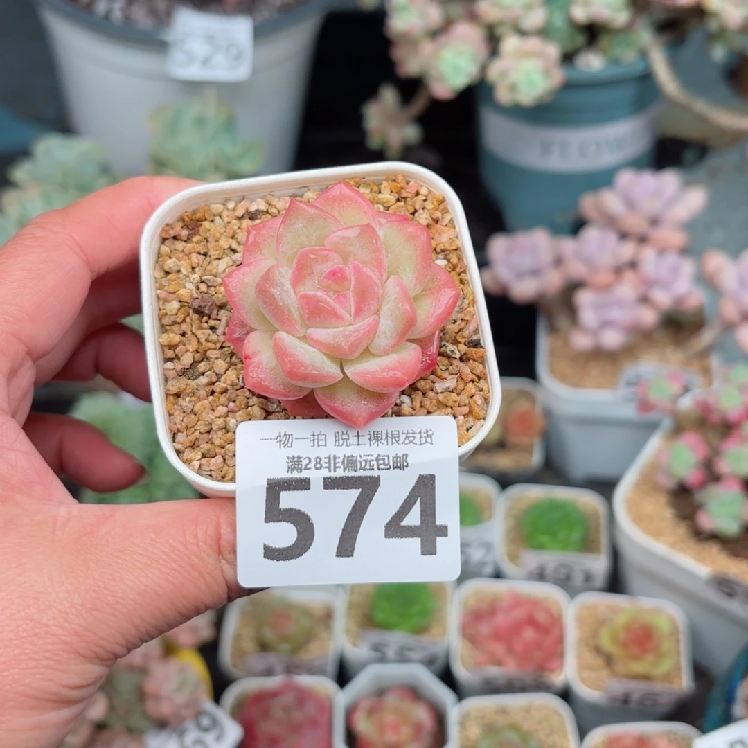 美梦单头无盆土发货