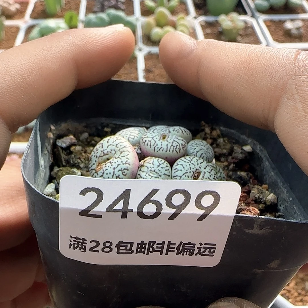 葡*?脱土年后发货24699