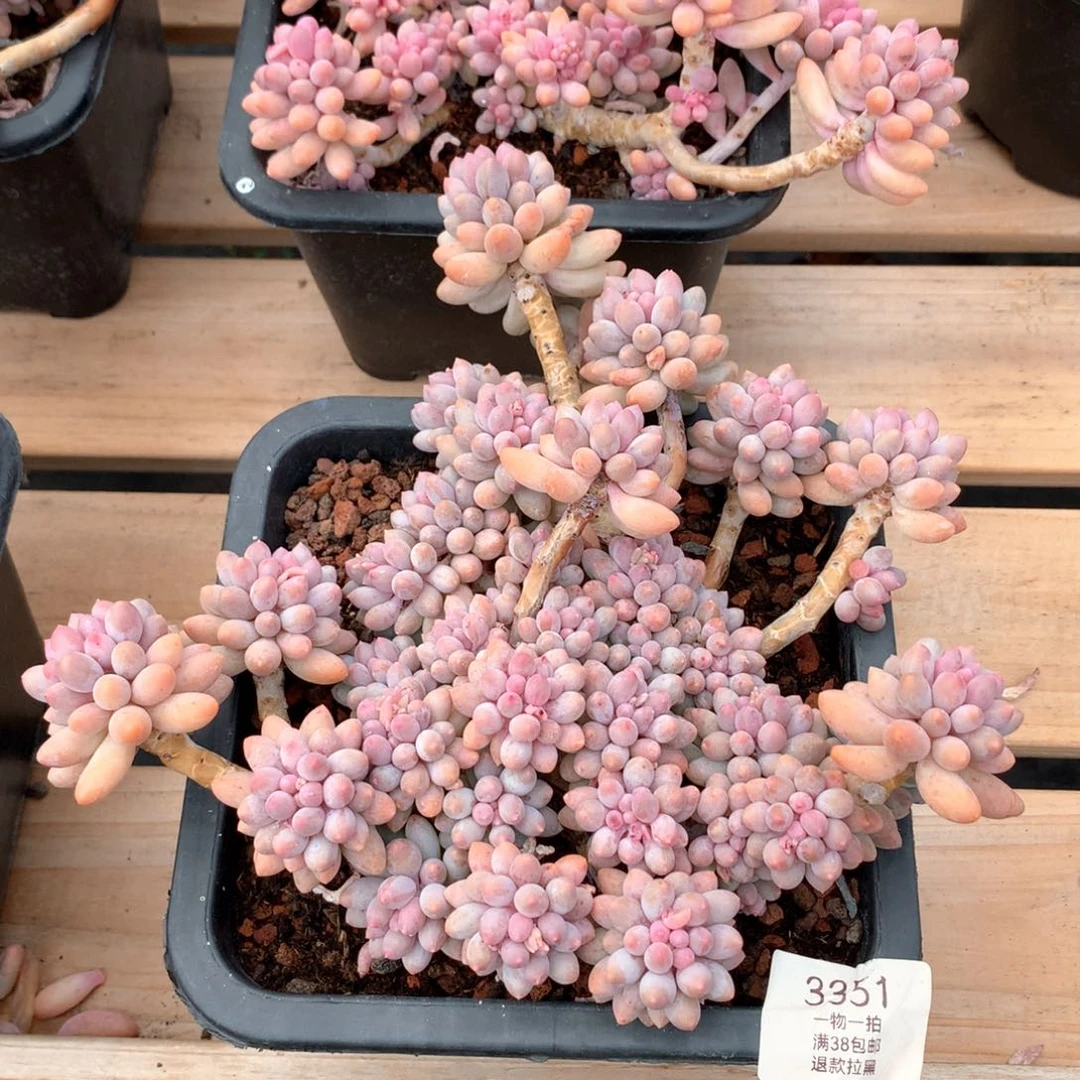 21厘米婴儿手指3351