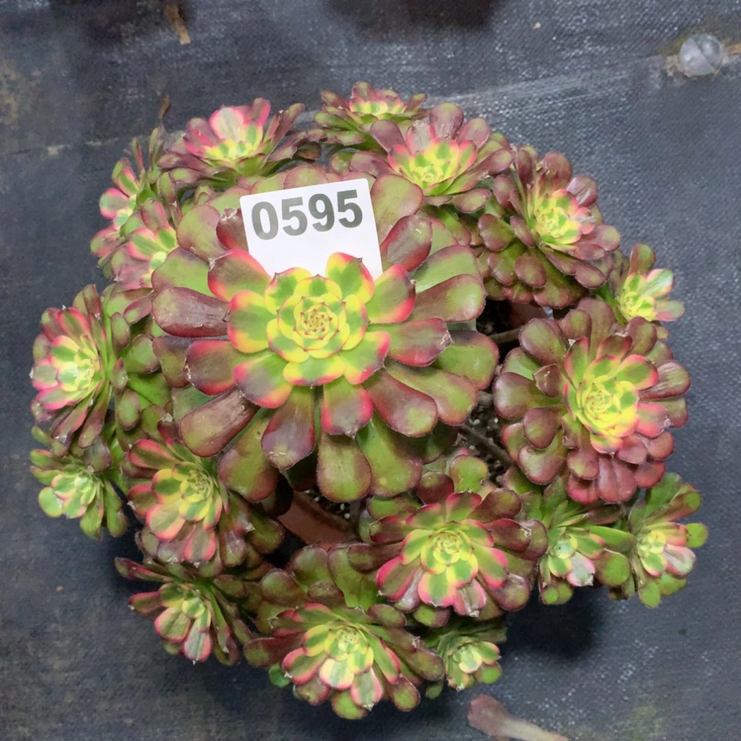 维纳斯595法师多肉植物45000000