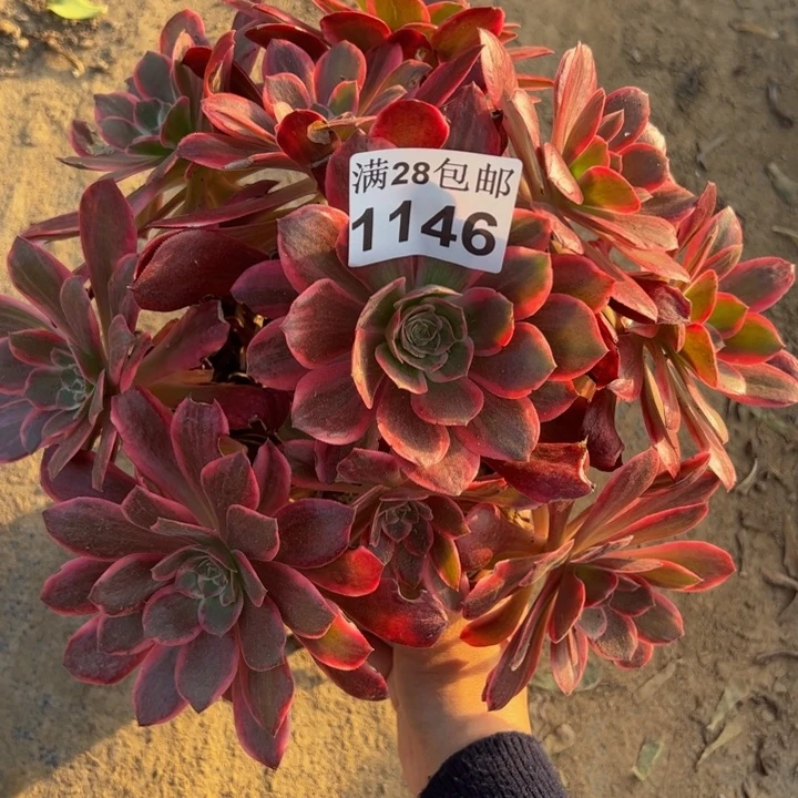 1146浣纱多肉植物