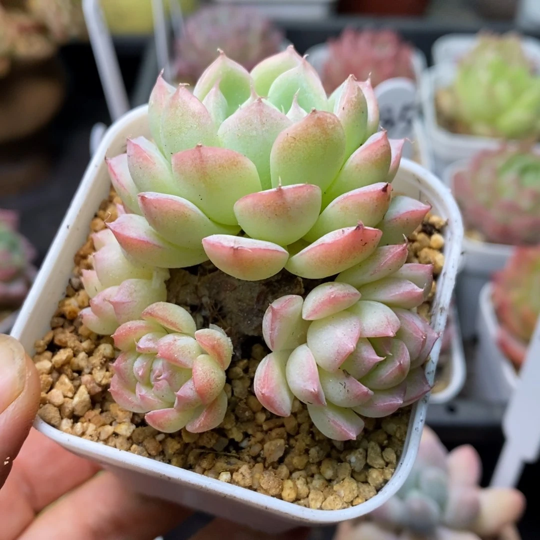 精品多肉一物一拍不包整1