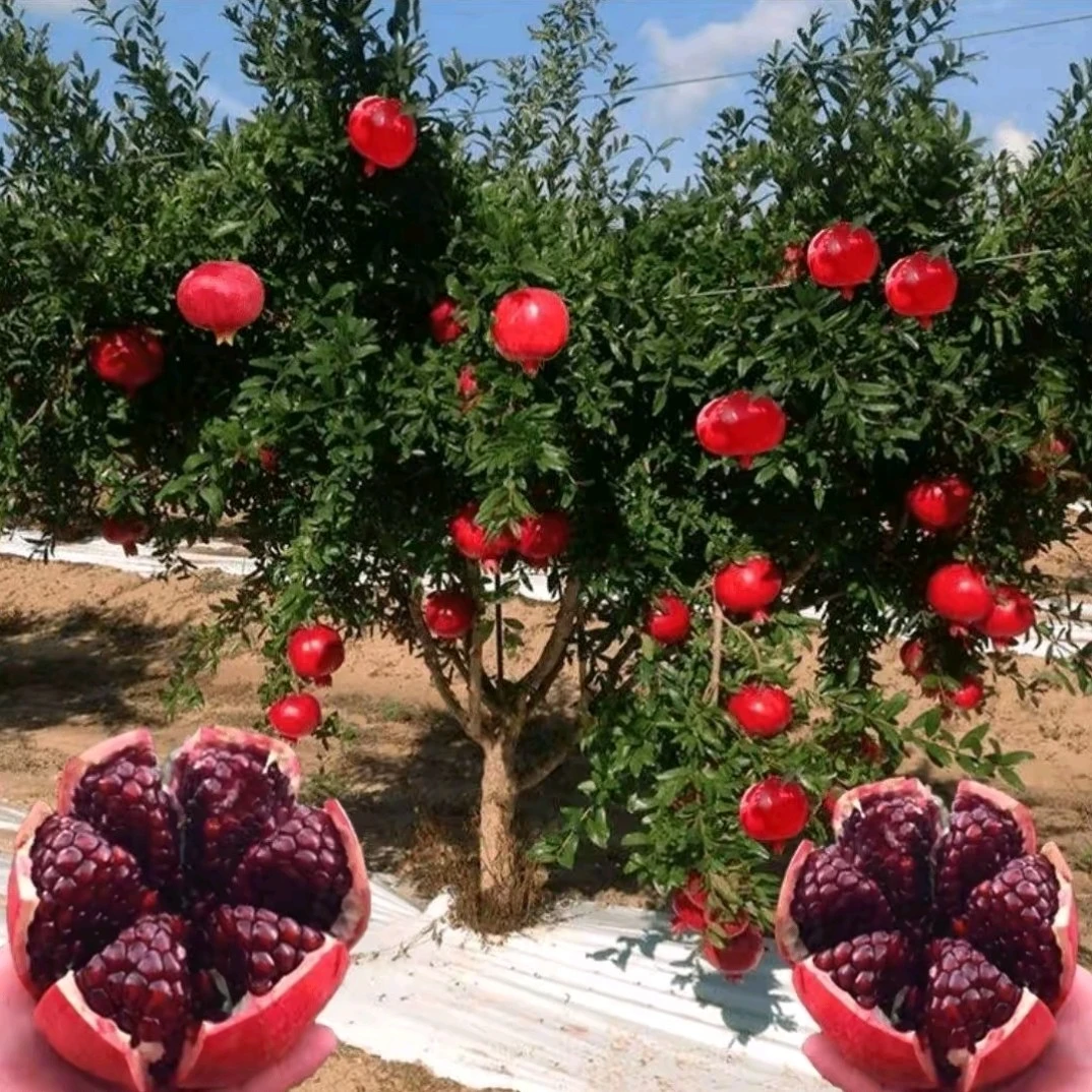 四到五年树龄纯甜石榴果树苗红宝石突尼斯蒙阳红适合南北方种植