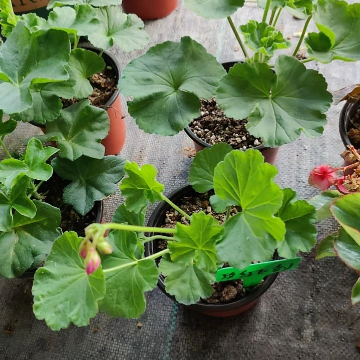 当前无花栽培后可以开花