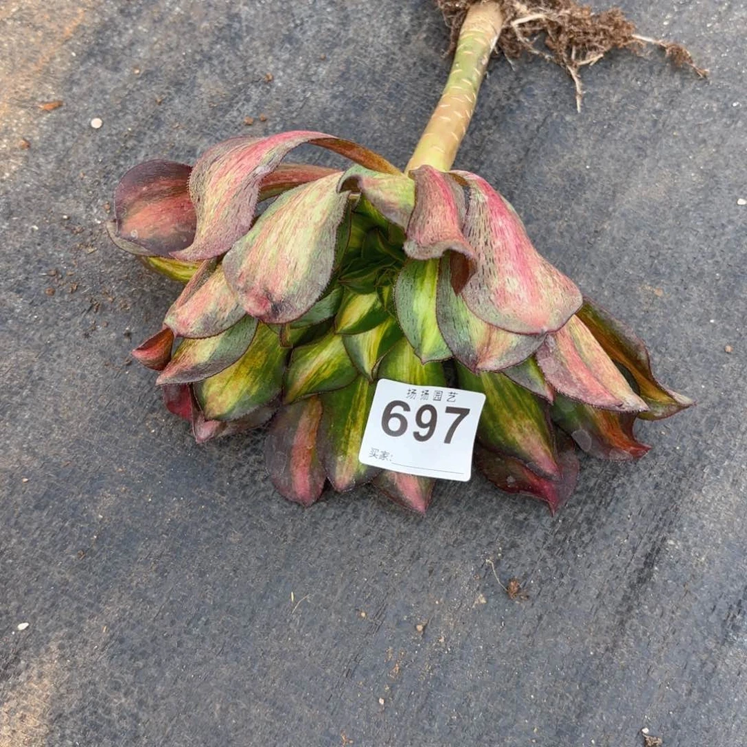 青****草123  697多肉法师