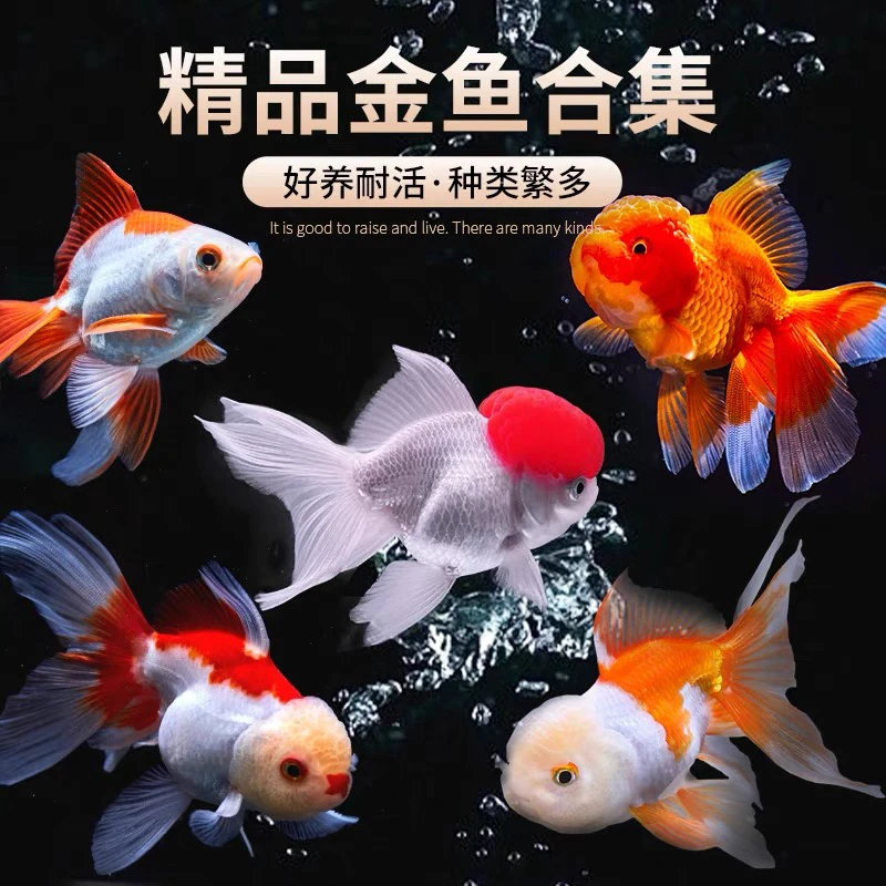 精品国粹金鱼6-8公分 15条广温鱼新手可混养全国包邮（颜色不指定）