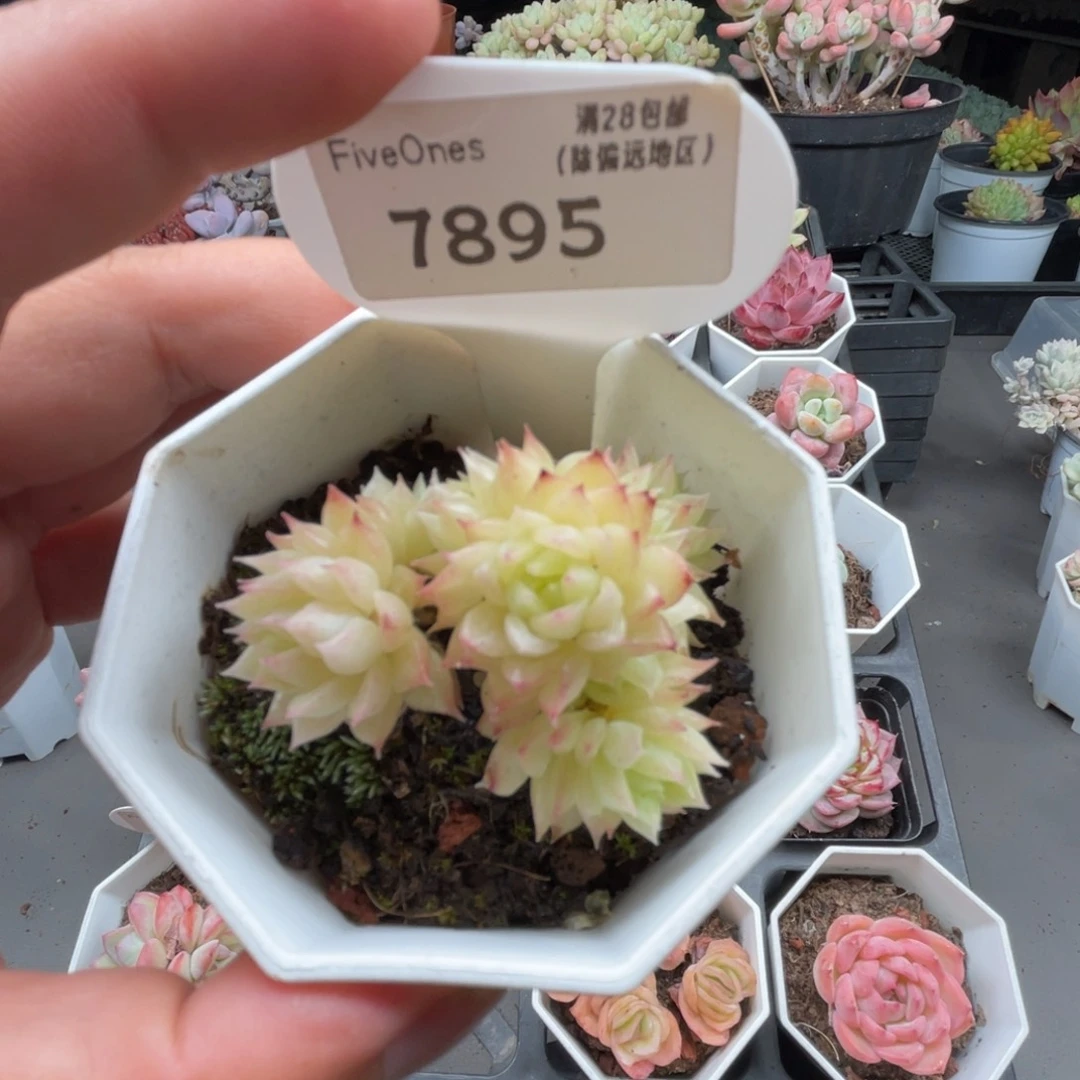 7892麦秆群4.5厘米