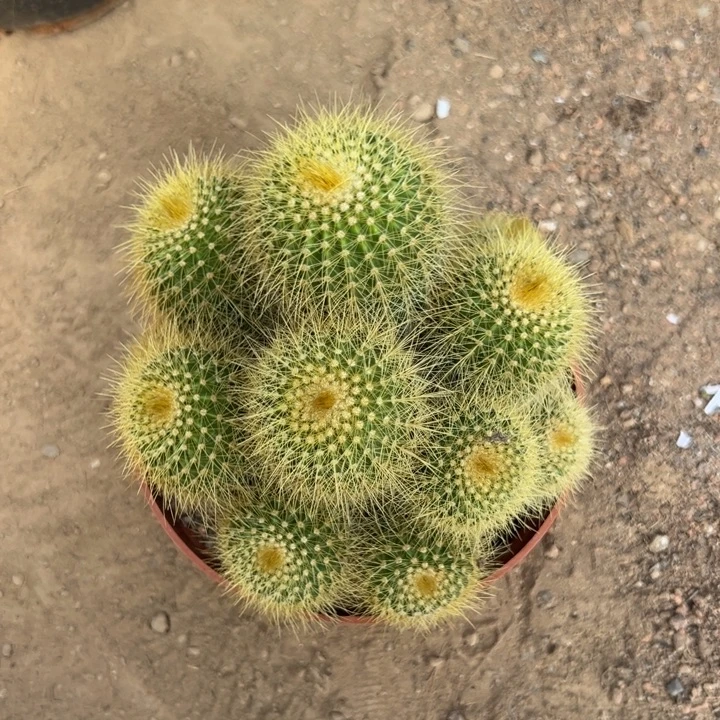 只***”吉祥如意等名家的作品和