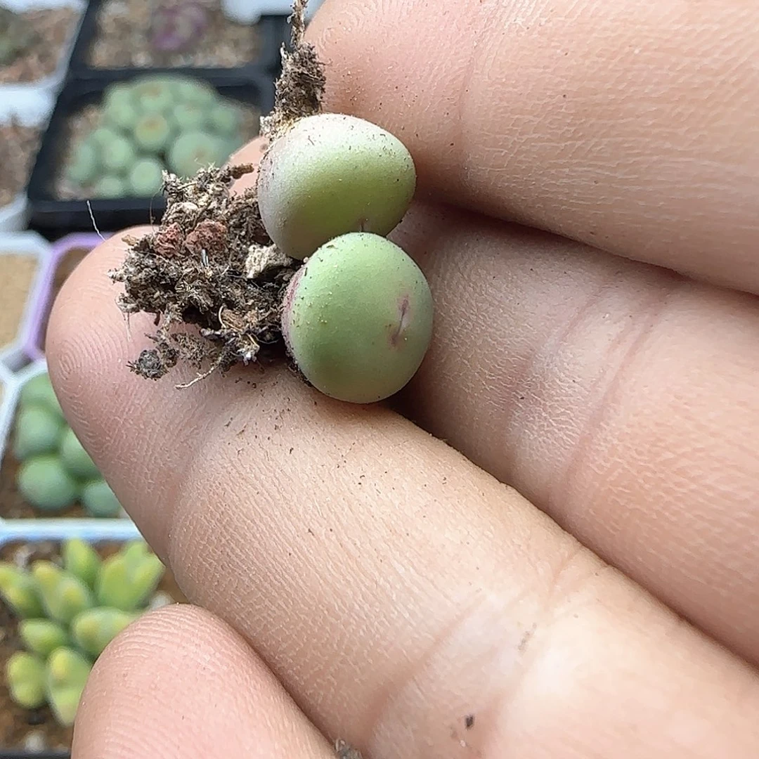 y****畅脱土满28包邮25669