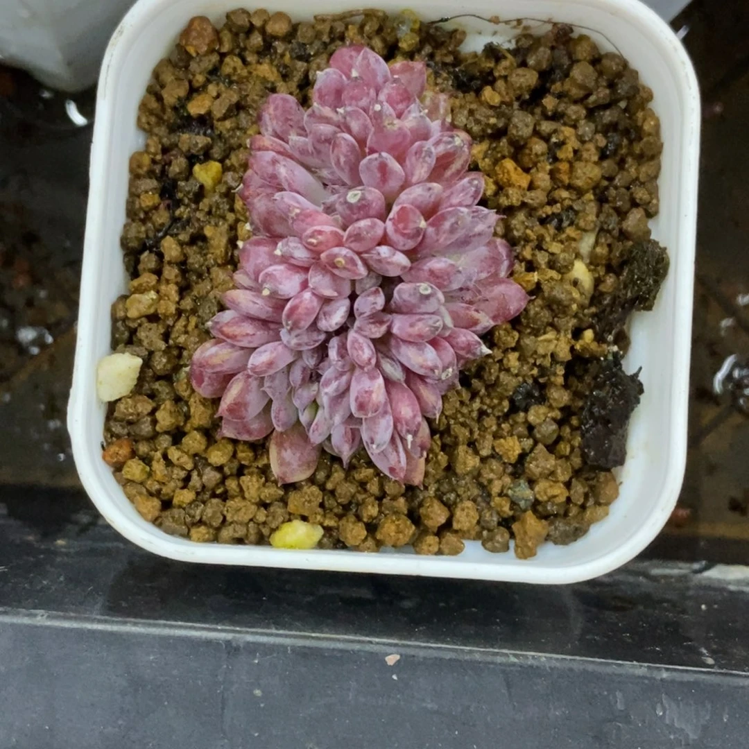 精品多肉一物一拍不包整474