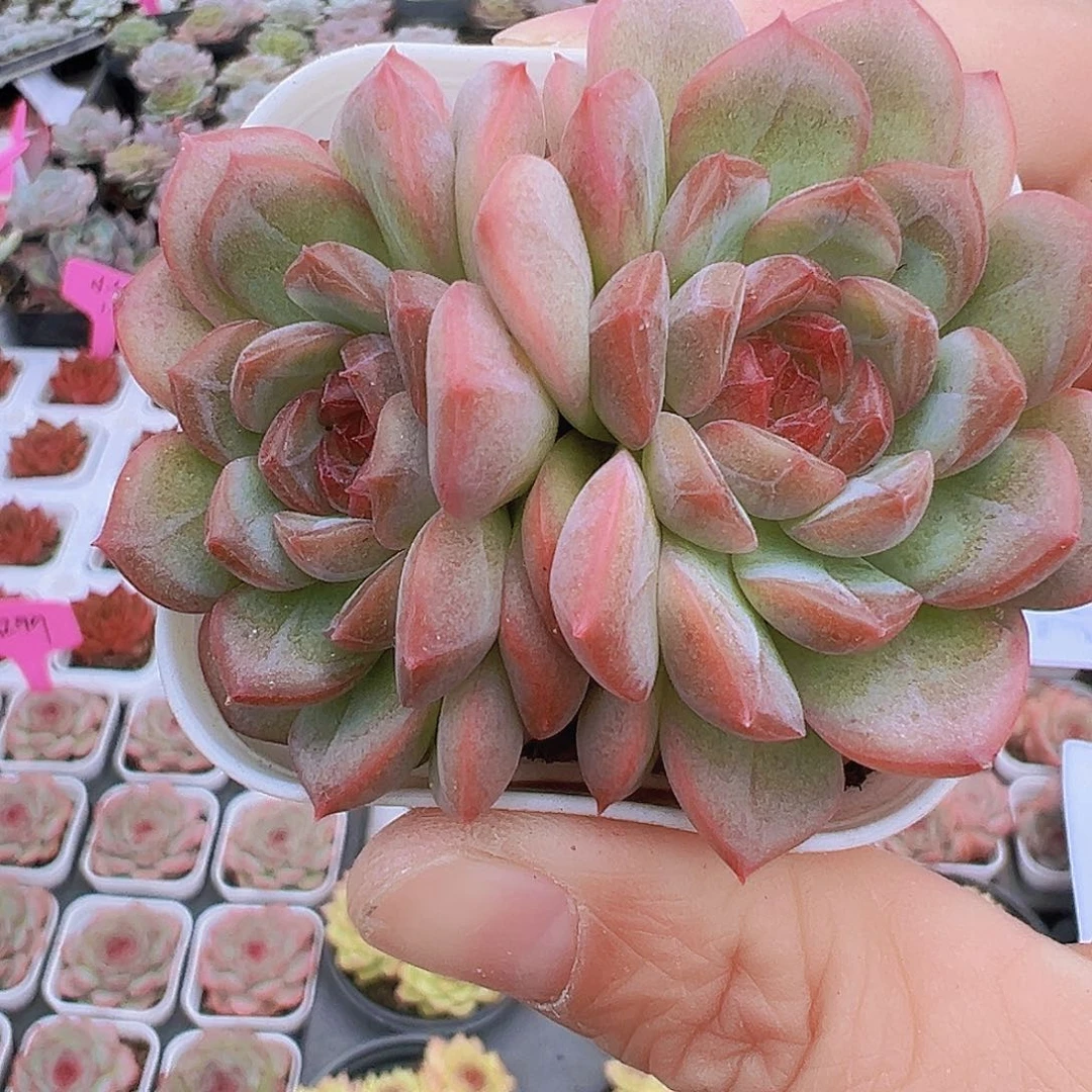 双头琴心19包邮多肉