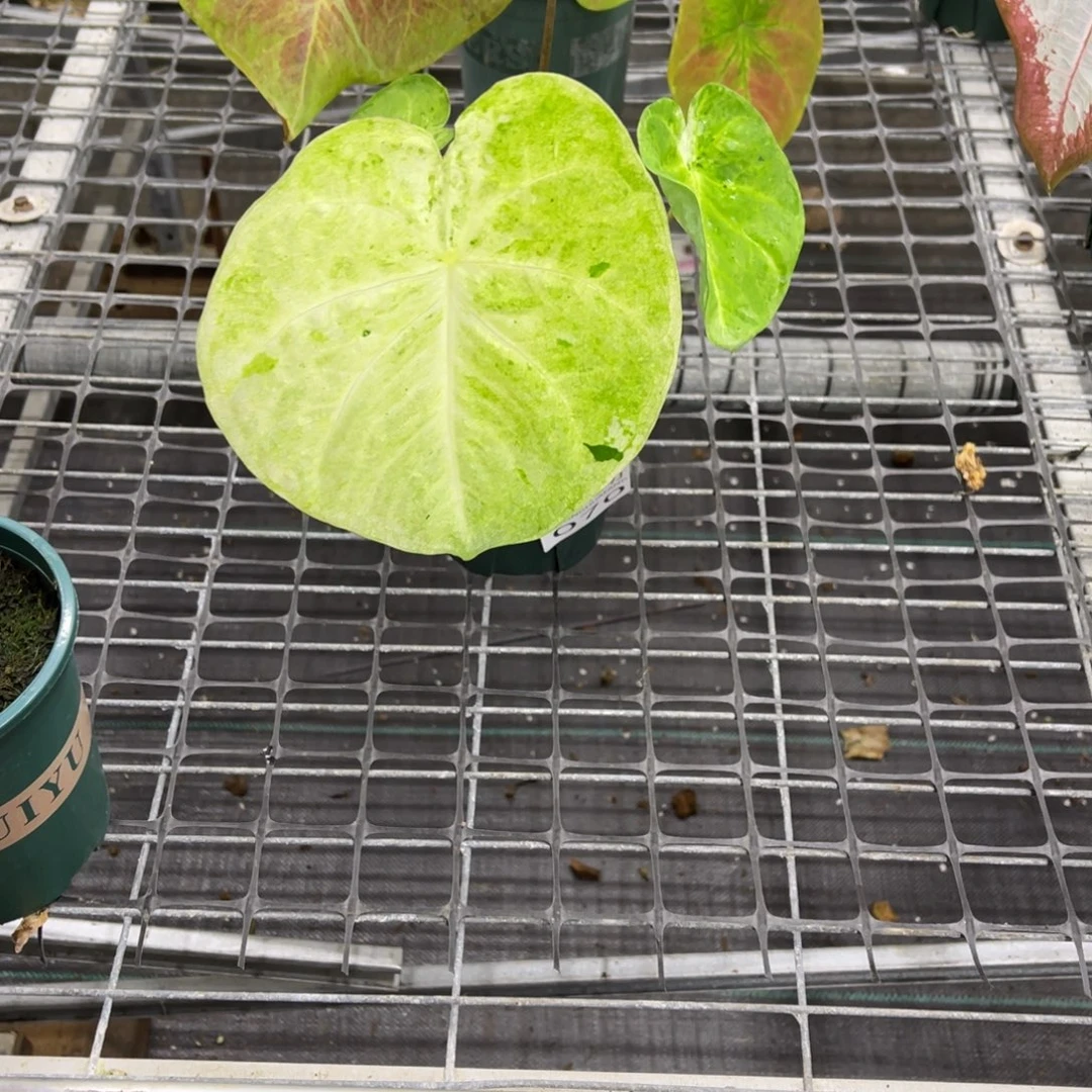 亮***依无花朵          070泰彩不包售后