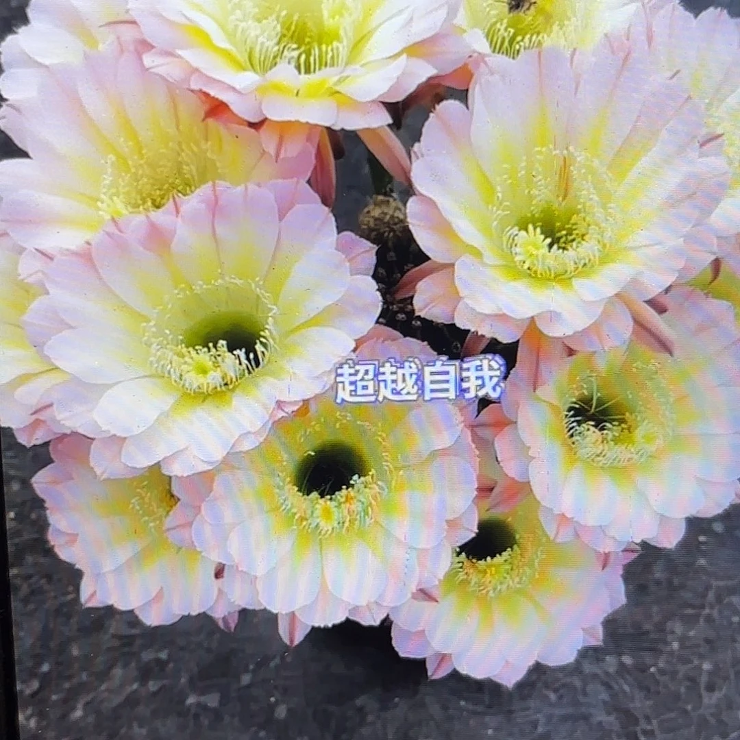 爱德华彩侧牙20包邮仙人球20