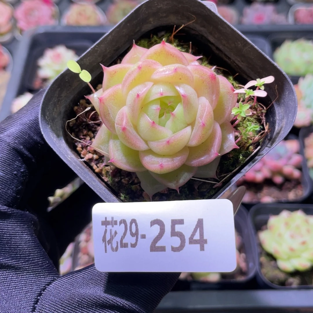 花利美29-254麦秆