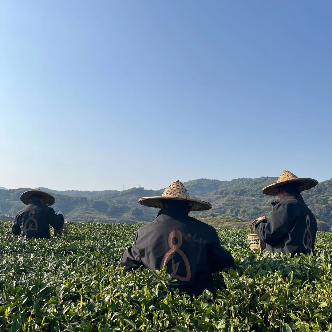 【研茗官】大叶片 2023年大叶片50g