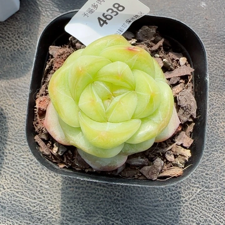 冰飘花,4638多肉植物