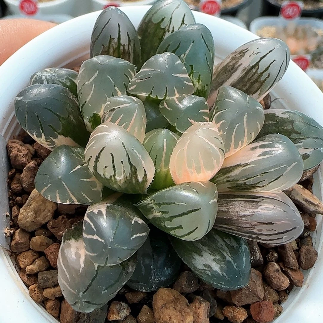 341号冰灯玉露锦一物一拍带盆土