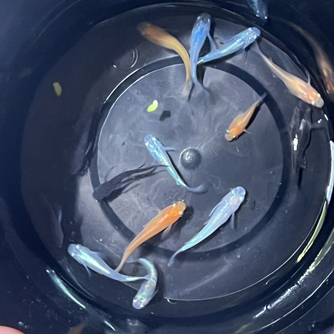 观背清鳉鱼拍品214