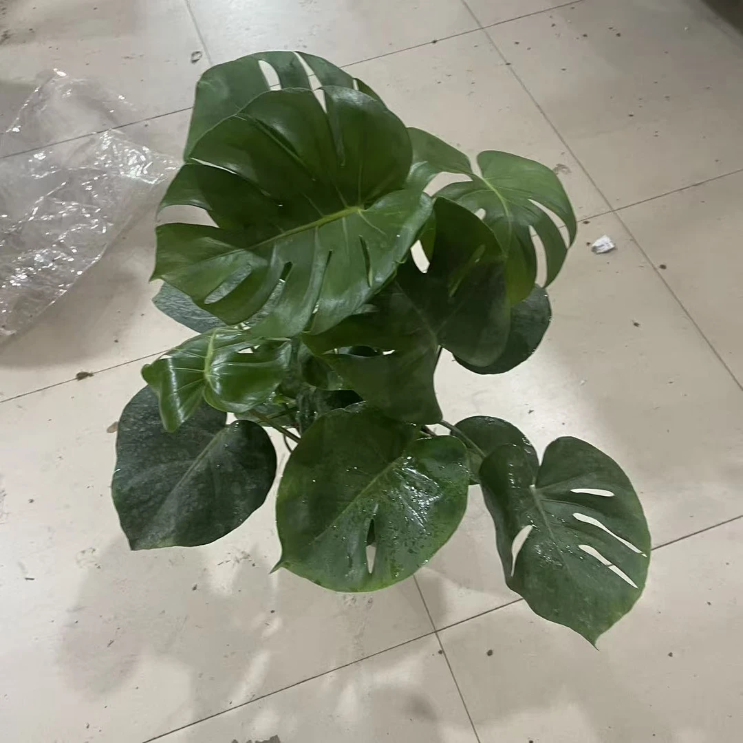 福利大盆龟背竹盆栽