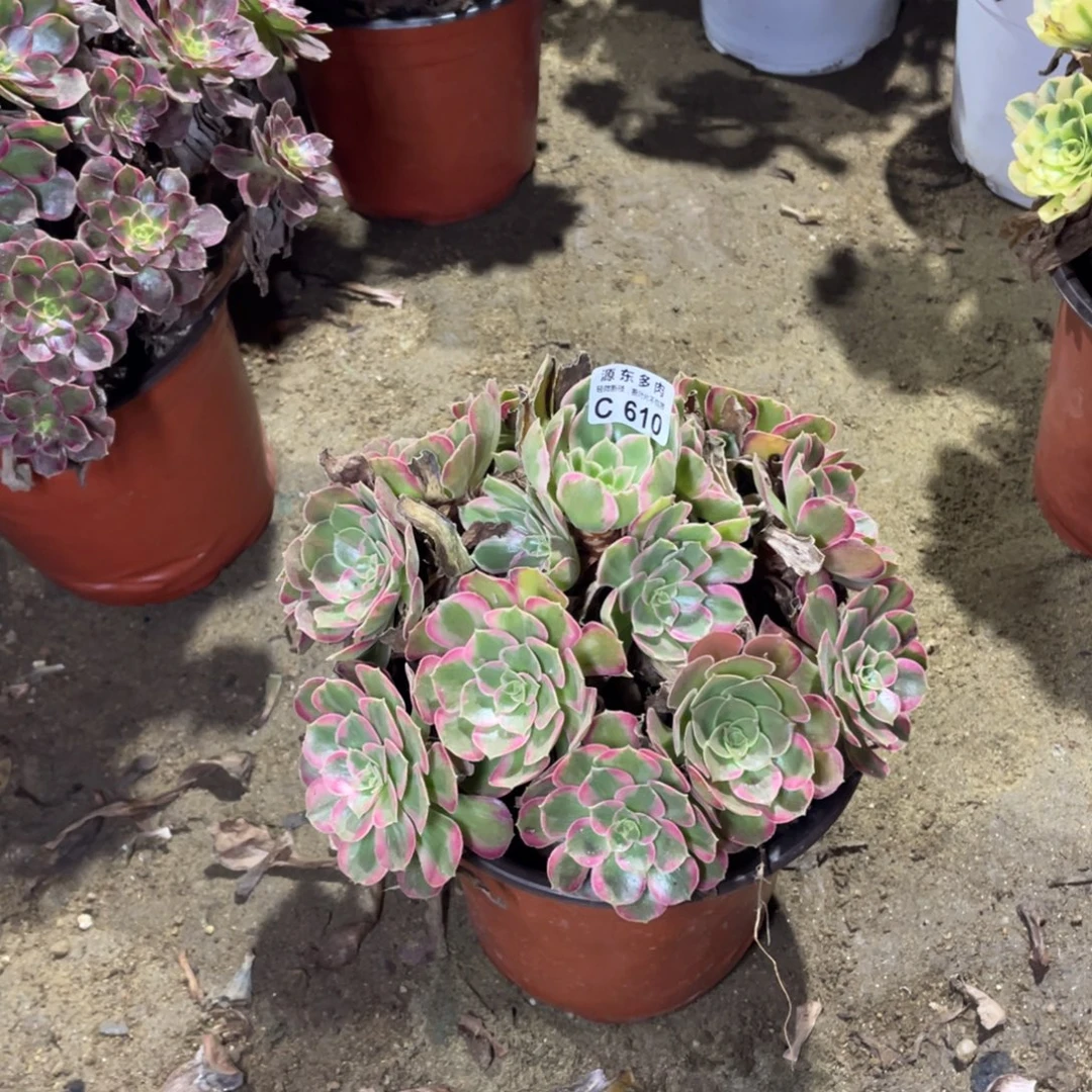 610安娜多肉法师断枝不包