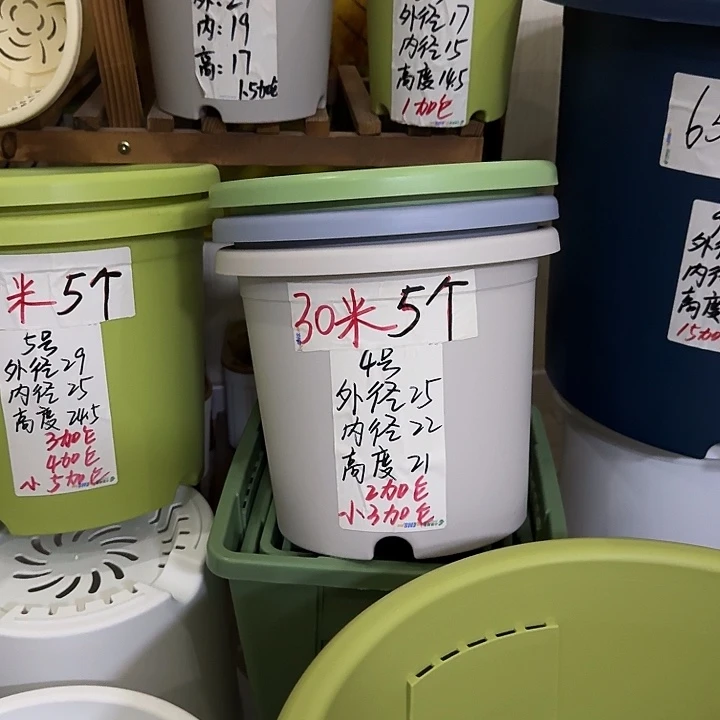 果绿的4号带托10个