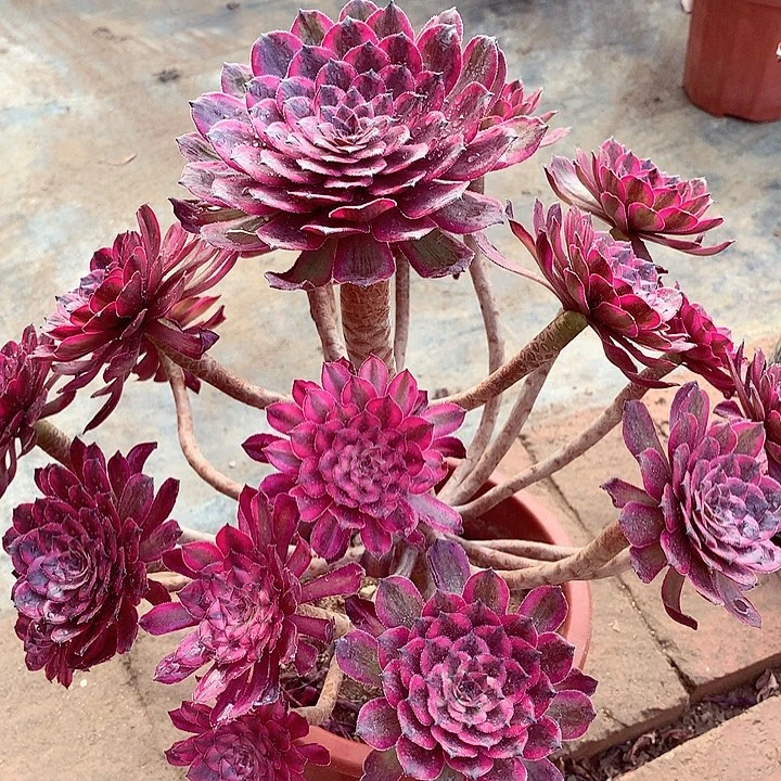 紫霞仙子，多肉植物