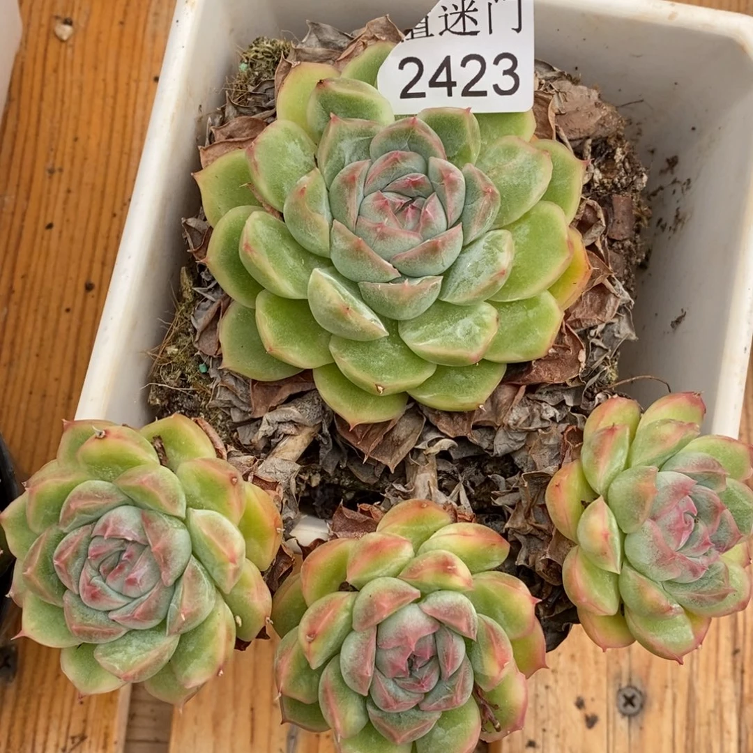 杂交精品多肉2423~12厘米