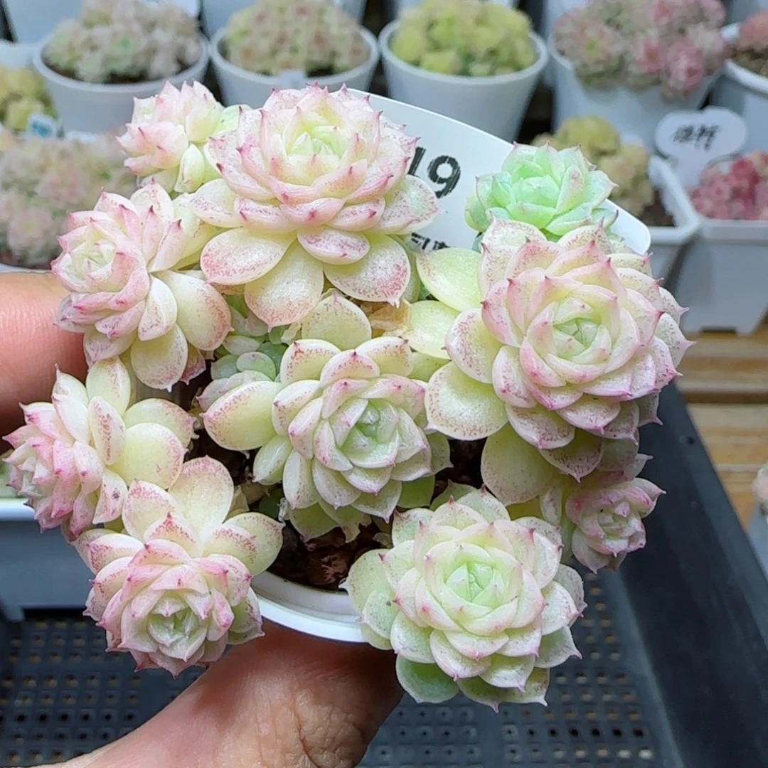 【闪购商品】0226-249优选麦杆