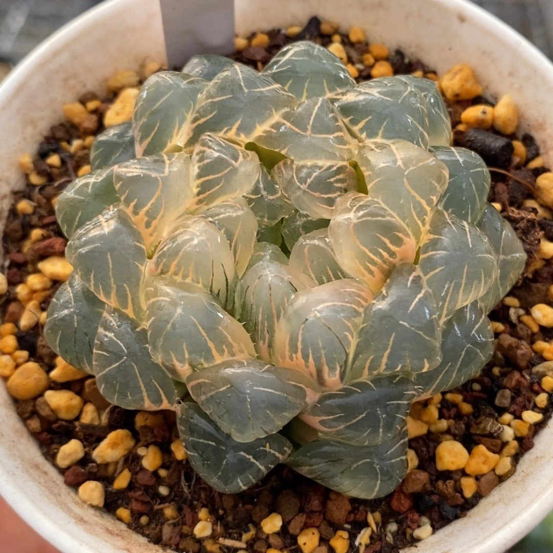 41湖斑湖水玉露锦