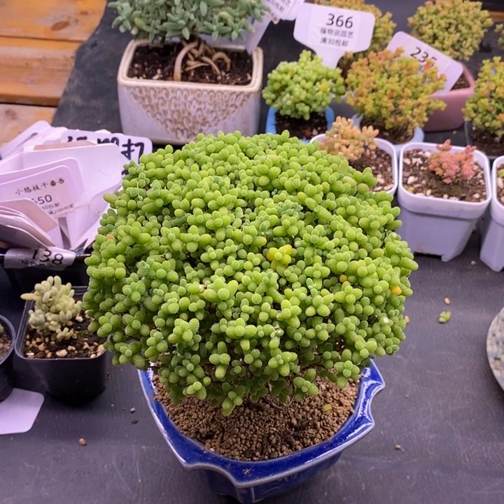 不***绿无花朵88金橘糖球。