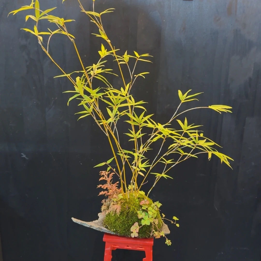 无花朵山野草日本鞍马石