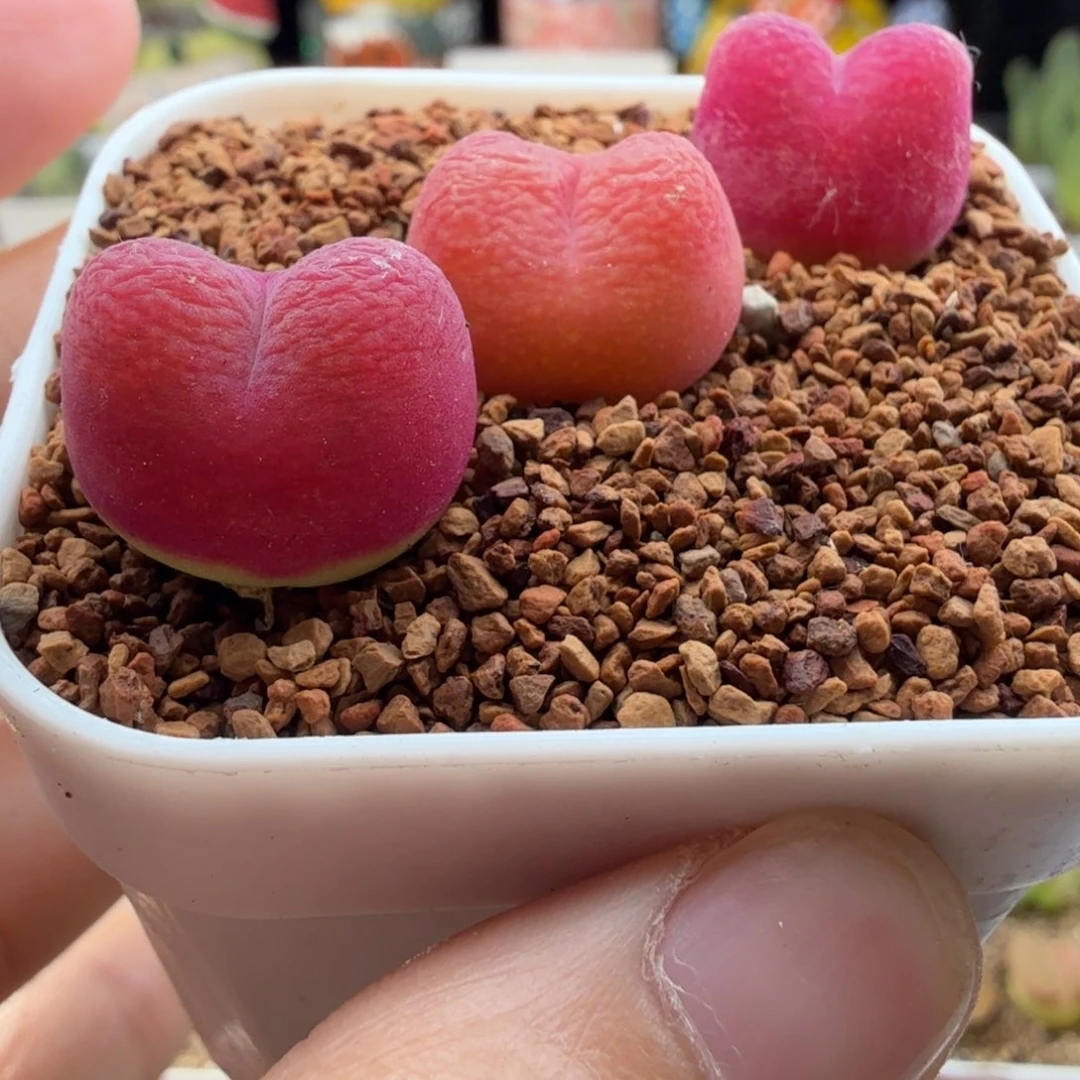 5.13.12/水蜜桃三个