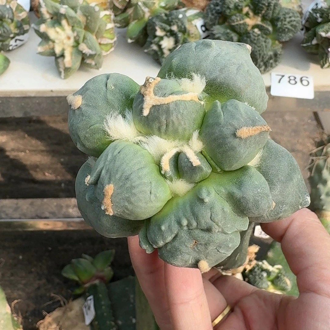 无花朵达摩蛋怒399