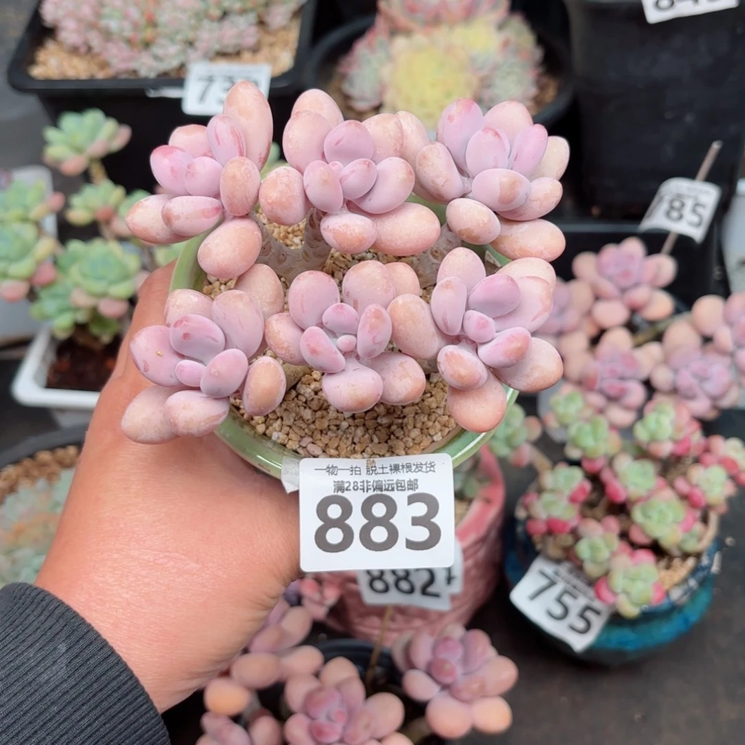 糖果桃蛋6头无盆土发货