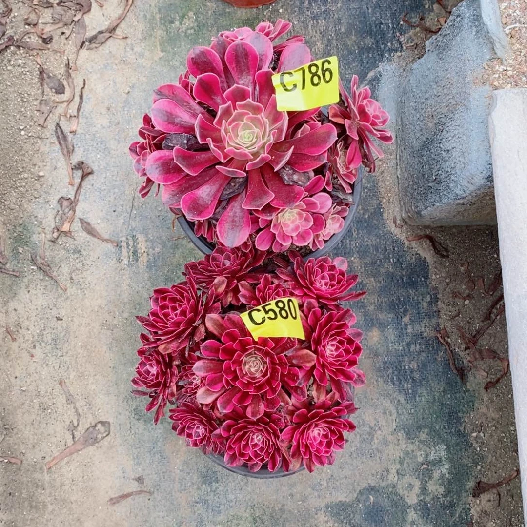 美杜莎多肉法师486黑通白丛林580